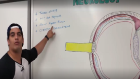 Special Senses _ Eye Anatomy