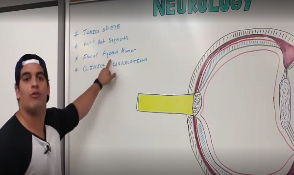 Special Senses _ Eye Anatomy