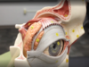 Special Senses _ Eye Anatomy with Extraocular Muscles
