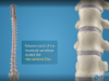 Spine Anatomy _ Know Your Spine