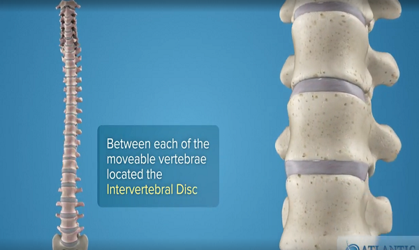 Spine Anatomy _ Know Your Spine