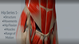 Understanding Hip Flexion_ Anatomy, Muscles, and Range of Motion – Anatomy Lab