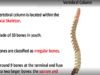 Vertebral Column Anatomy