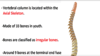 Vertebral Column Anatomy