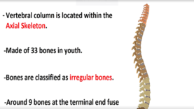Vertebral Column Anatomy