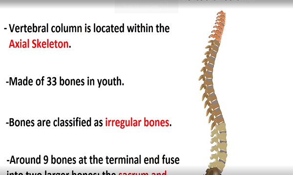 Vertebral Column Anatomy