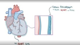 Cardiac tamponade causes, symptoms, diagnosis, treatment, pathology