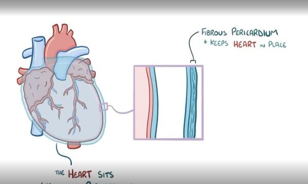 Cardiac tamponade causes, symptoms, diagnosis, treatment, pathology