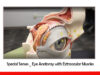 Special Senses _ Eye Anatomy with Extraocular Muscles-2
