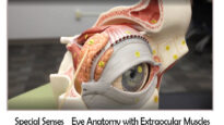 Special Senses _ Eye Anatomy with Extraocular Muscles-2