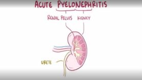 Acute pyelonephritis urinary tract infection causes, symptom