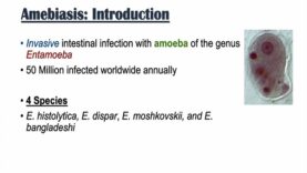 Amebiasis Amoebic Dysentery Entamoeba histolytica