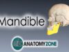 Mandible Skull Anatomy