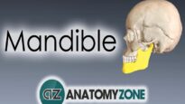 Mandible Skull Anatomy