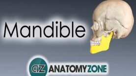 Mandible Skull Anatomy