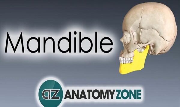 Mandible Skull Anatomy
