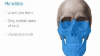 Mandible structure and bony landmarks