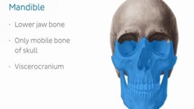 Mandible structure and bony landmarks