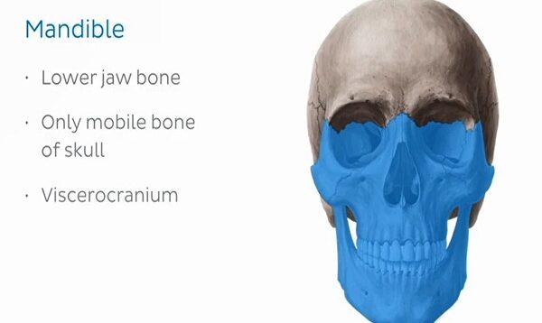 Mandible structure and bony landmarks