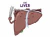 Anatomy of the abdominal viscera Liver, biliary ducts and gallb