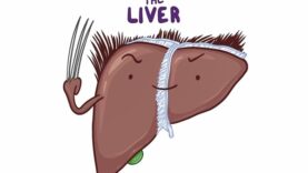 Anatomy of the abdominal viscera Liver, biliary ducts and gallb