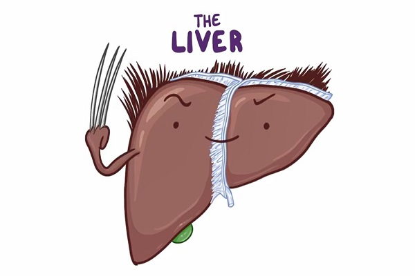 Anatomy of the abdominal viscera Liver, biliary ducts and gallb