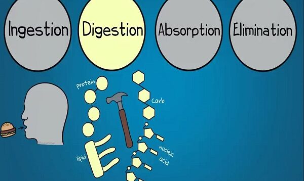 Digestive System