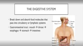 Digestive System Infections
