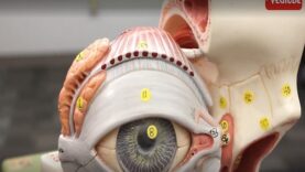 Eye Orbital Anatomy