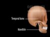 Temporomandibular Joint TMJ Anatomy and Disc Displacement Anim