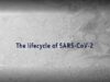 The lifecycle of SARS-CoV-2