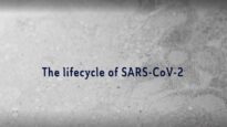 The lifecycle of SARS-CoV-2
