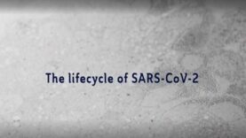 The lifecycle of SARS-CoV-2