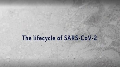 The lifecycle of SARS-CoV-2