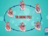 Cardiac cycle stages physiology Diastole and systole