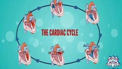 Cardiac cycle stages physiology Diastole and systole