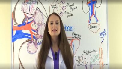 Kidney and Nephron Anatomy Structure Function Renal Function S