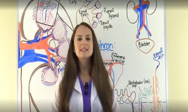 Kidney and Nephron Anatomy Structure Function Renal Function S