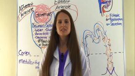 Nephron Structure and Function Physiology Filtration, Reabsorption