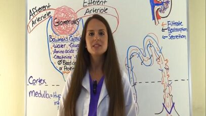 Nephron Structure and Function Physiology Filtration, Reabsorption
