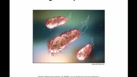 Pathogens-Digestive System Infections