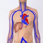 Testing the Hepatojugular Reflux - Clinical Examination