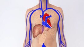 Testing the Hepatojugular Reflux – Clinical Examination