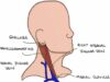 Understanding Jugular Venous Pressure (JVP)