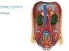 Urinary system organs and functions