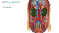 Urinary system organs and functions