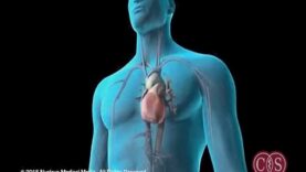 Symptoms of Sudden Cardiac Arrest