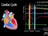 The Cardiac Cycle Animation