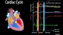 The Cardiac Cycle Animation