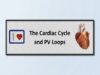 The Cardiac Cycle and PV Loops